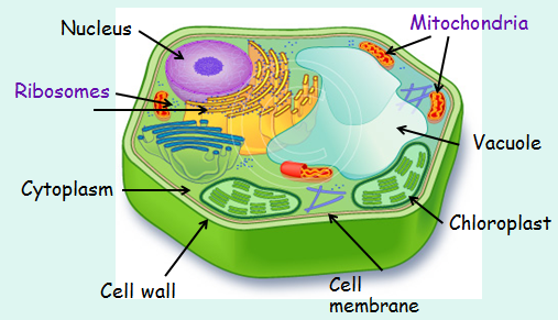 Cell Structure And Functions Study Material For Neet Aipmt Medical Exams Askiitians