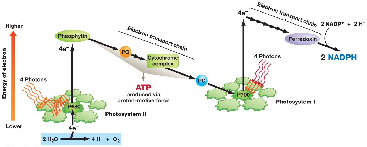 Photosynthesis Flow Chart