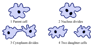 binary fission example drawing