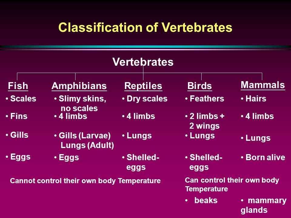 Classes Of Vertebrates Chart