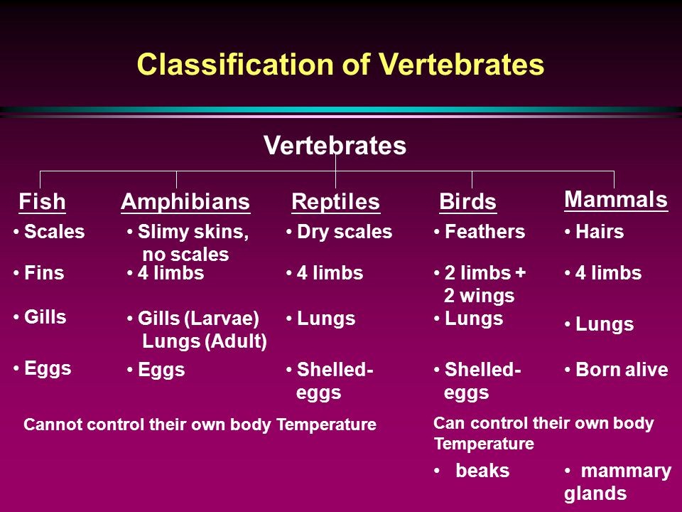 Phylum Vertebrates
