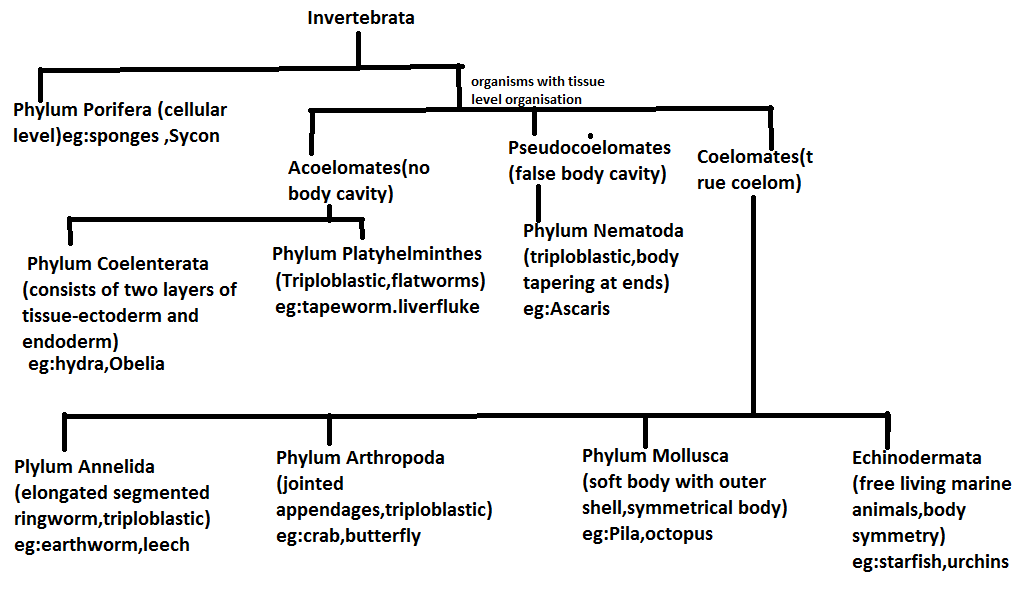 what are the nine phyla of animals