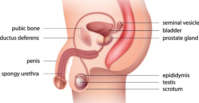 human body reproductive system