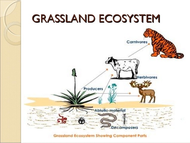 Diagram Of Grassland Ecosystem