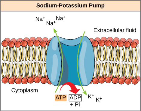 Biological Importance of Sodium and Potassium - Study Material for IIT ...